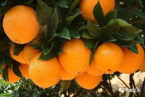 赣南脐橙 江西人的骄傲，初级农产品的璀璨明珠