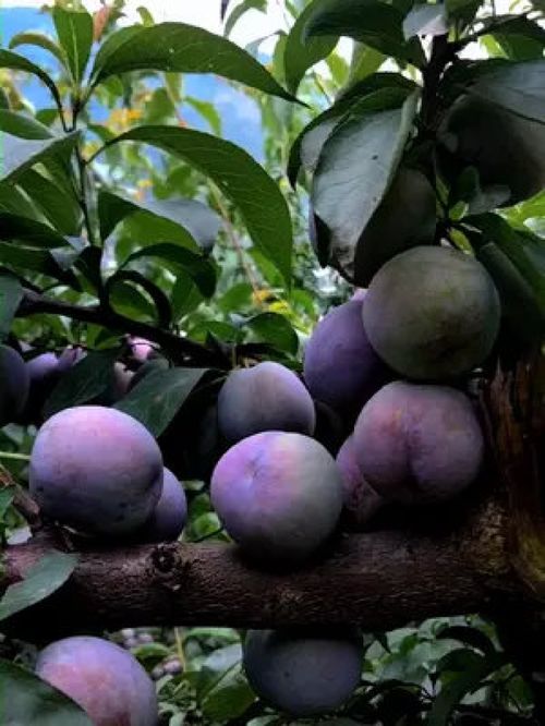 九分甜一分酸 品质卓越的五月脆凤凰李