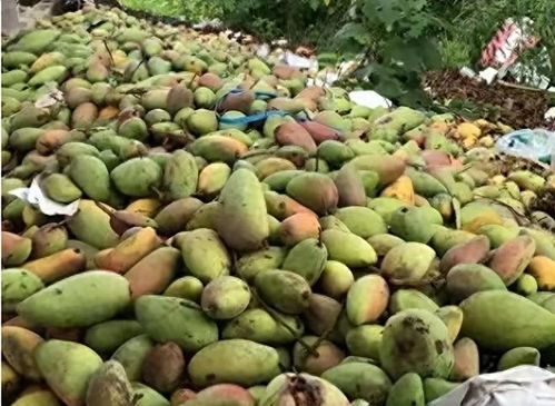 初级农产品之殇 自作自受的困局