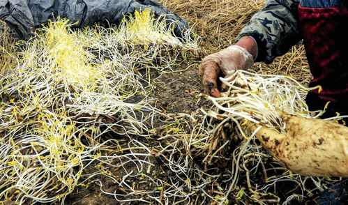 从田间到餐桌 安徽农民一亩芹菜实现万元收益的启示