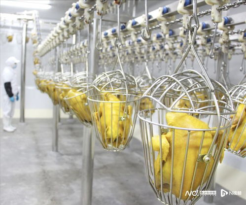 推动清远鸡“出山入湾” 在初级农产品上深度赋能，铸就品牌价值新高地