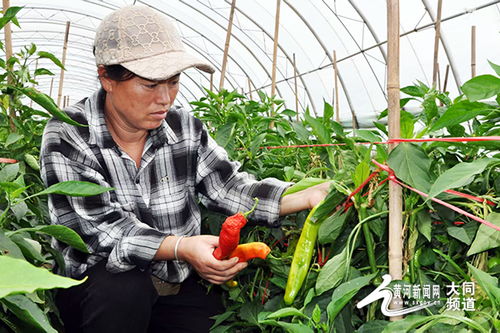 金融护航尖椒产业升级 阳高县联社点亮乡村振兴品牌新路径