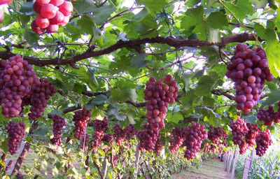 新疆特级香妃葡萄干 自然无核，红润香甜